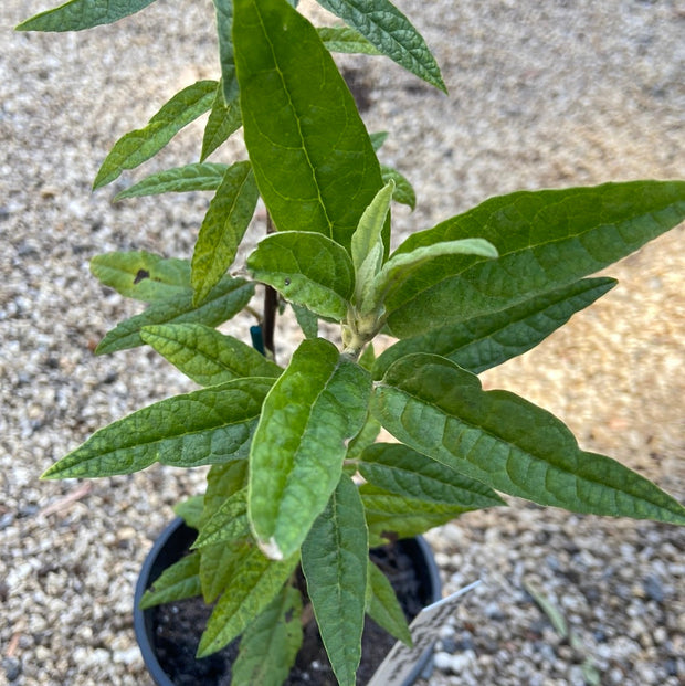 Olearia Lirata 250mm