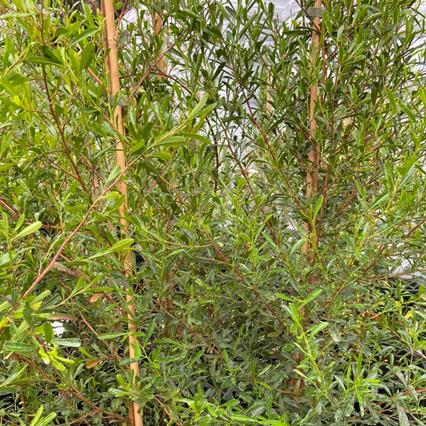 Dodonaea Viscosa cuneata 330mm
