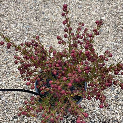 Boronia megastigma lutea 140mm