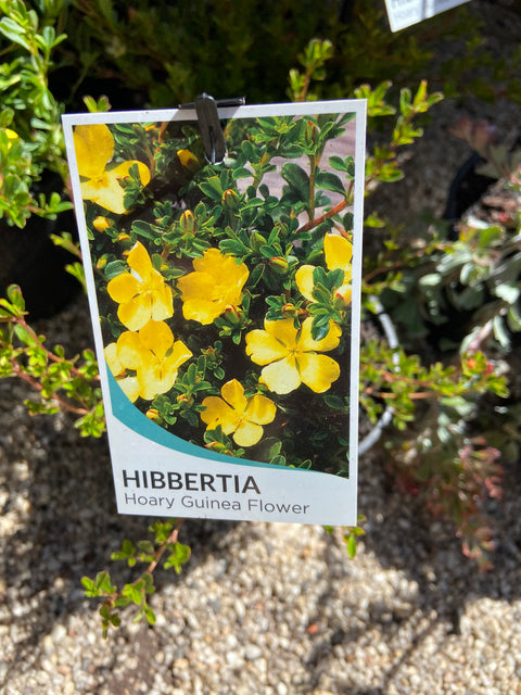 Hibbertia Obtusifolia 140mm