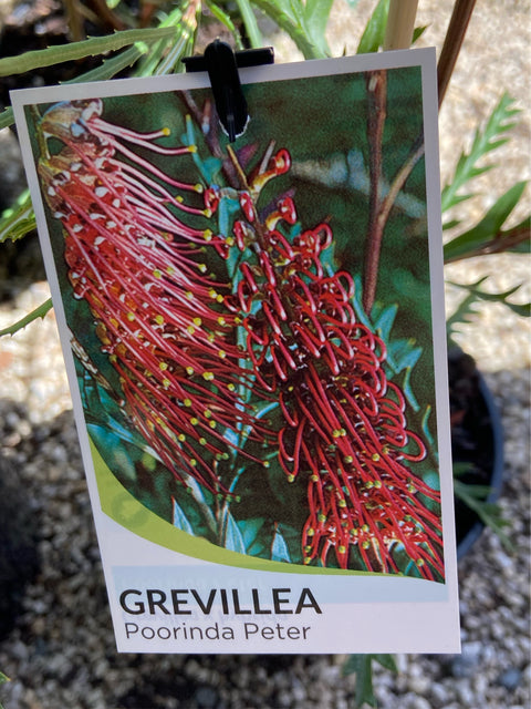 Grevillea Poorinda Peter 140mm