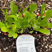 Lettuce ‘Cos Green’ - Purtill