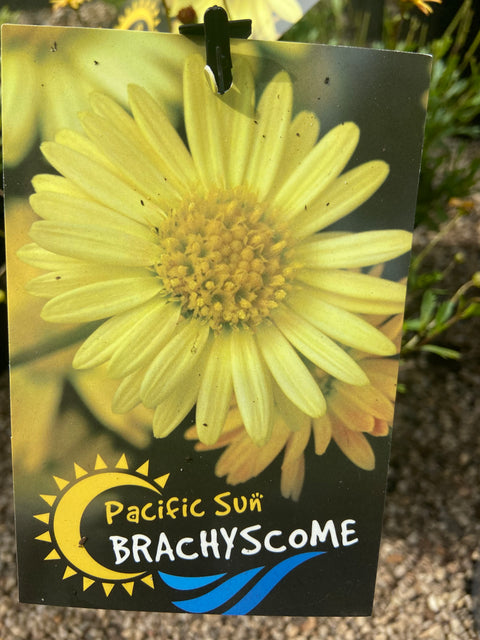 Brachyscome 'Pacific Sun' 140mm