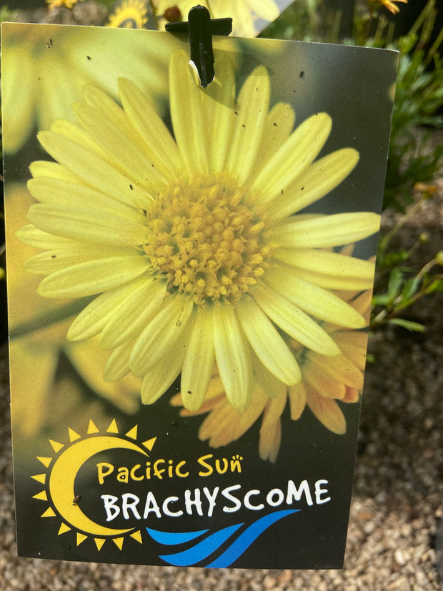 Brachyscome 'Pacific Sun' 140mm