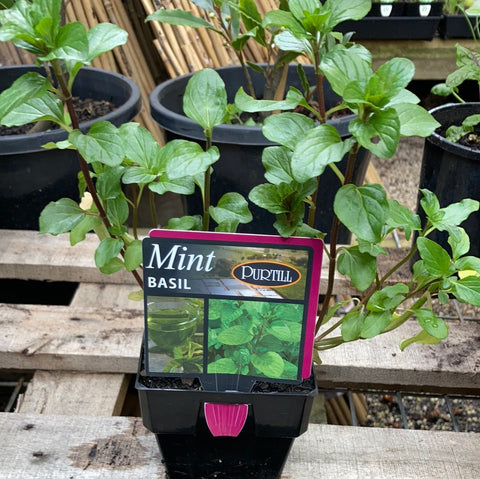 Mint - basil - Purtill