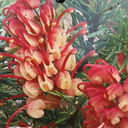 Grevillea Rosy Posy 200mm