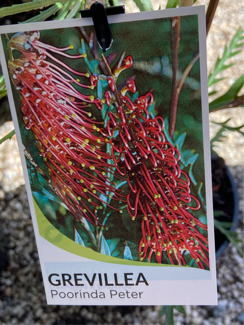 Grevillea Poorinda Peter 300mm