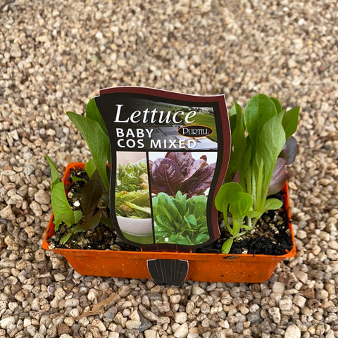Lettuce ‘Baby Cos Mixed’ - purtill