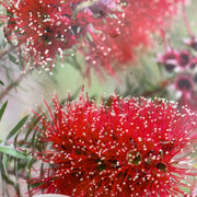 Kunzea Baxteri Red 140mm