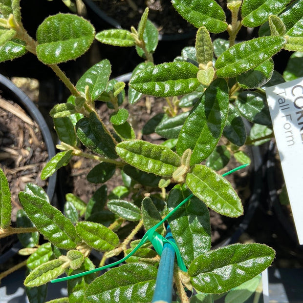 Correa Reflexa Tall 70mmTube