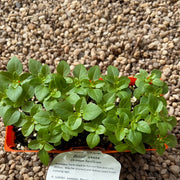 Basil ‘Greek’ - Purtill