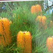 Banksia Honeyeater Delight 140mm
