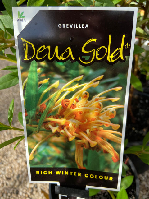 Grevillea rhyolitica Deua 'Gold' 140 mm