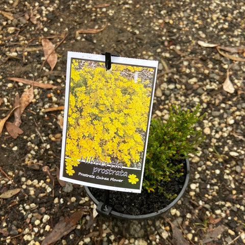 Hibbertia prostrata 140mm