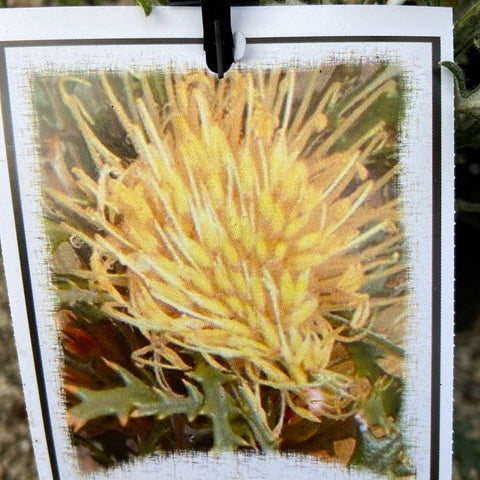 Banksia densa 140mm