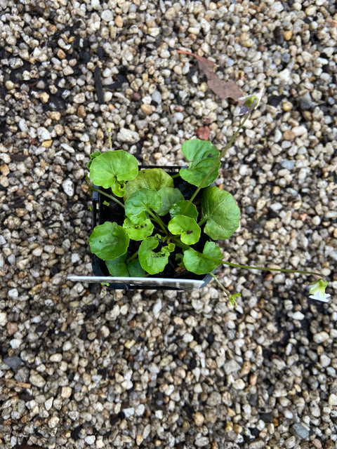 Viola Hederacea Tube