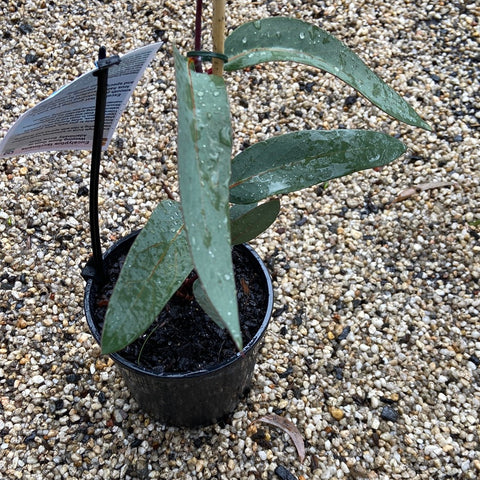 Eucalyptus lacrimans 300mm