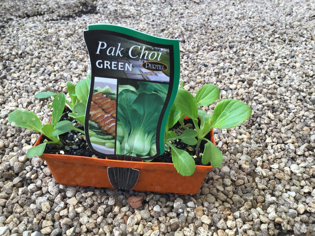 Pak Choi ‘Green’ - Purtill