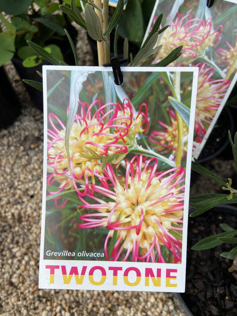 Grevillea 'Two Tone' 140mm