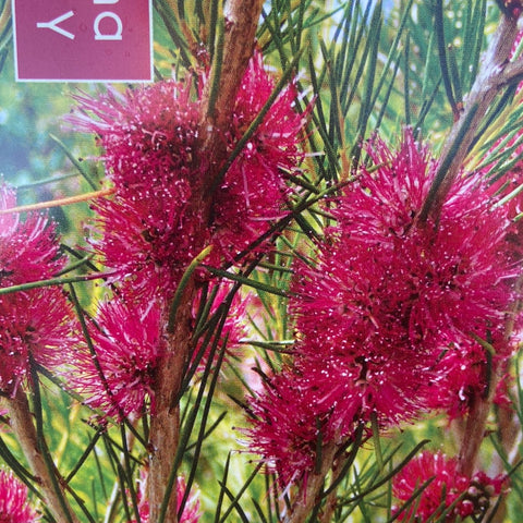 Melaleuca Georgiana Molloy 140mm