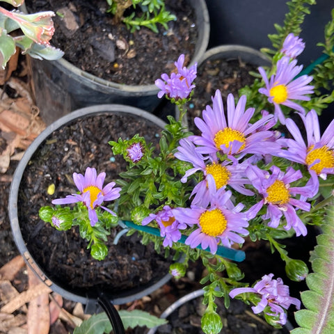 Olearia Lilac Bloom 140mm