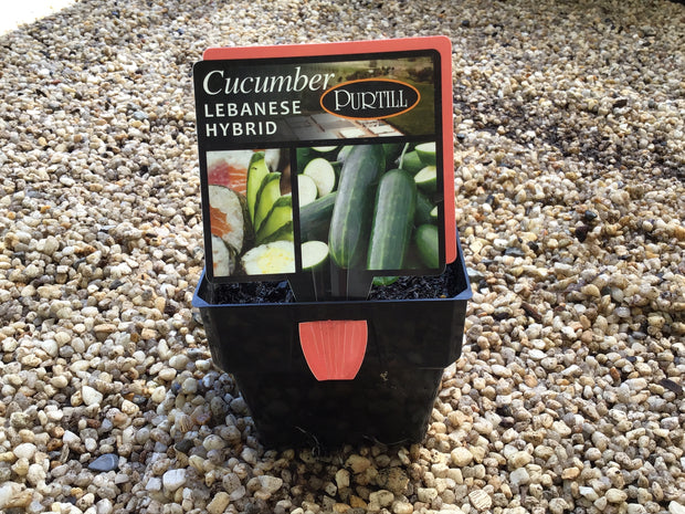 Cucumber ‘Lebanese Hybrid’ - Purtill maxi