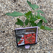 Tomato ‘gourmet Truss’ Maxi -Purtill