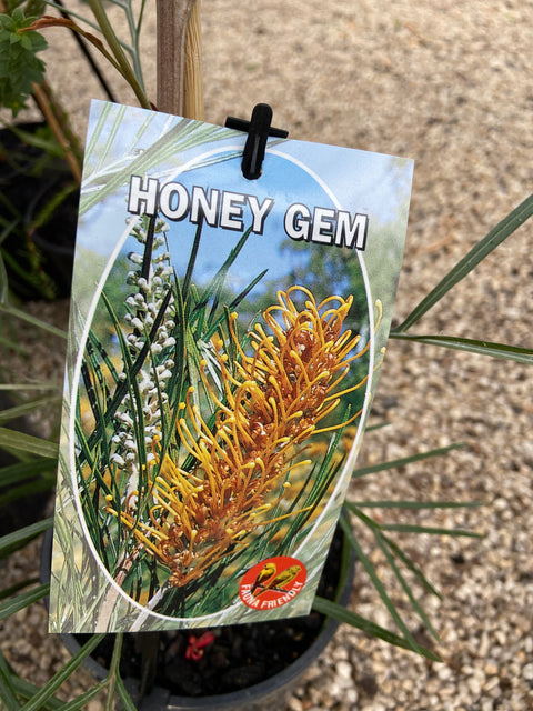 Grevillea banksii Honey Gem 140mm