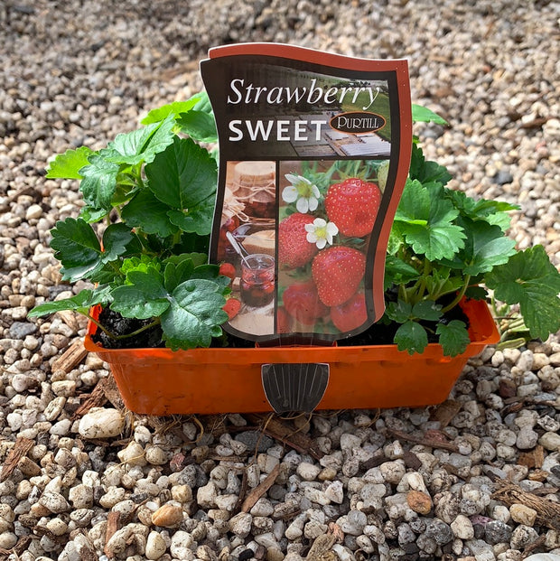 Strawberry ‘Sweet’ - Purtill