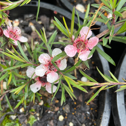 Leptospermum cascade pink 140mm