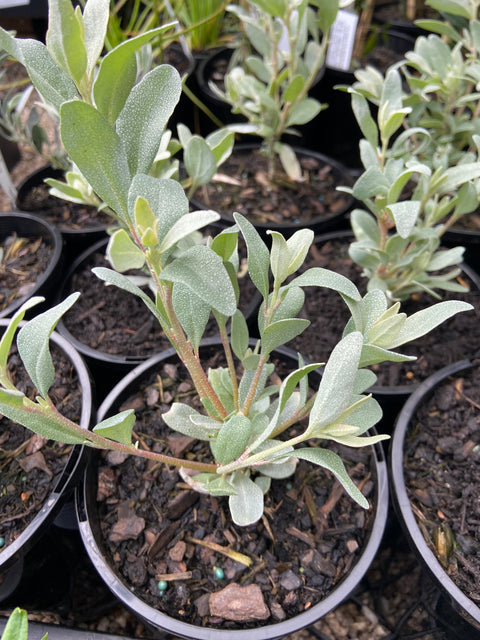 Atriplex cinerea 140mm