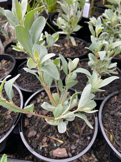 Atriplex cinerea 200mm