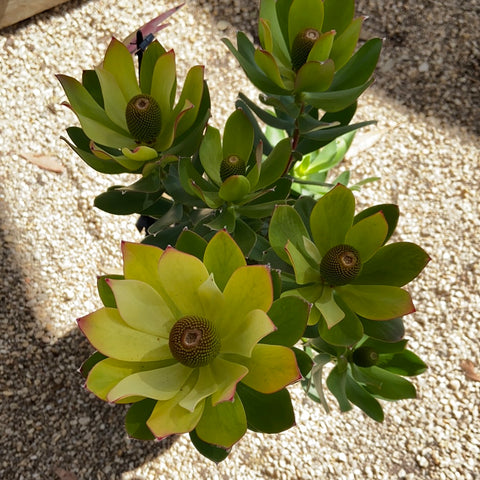 Leucadendron 'Summer Sun' 250mm
