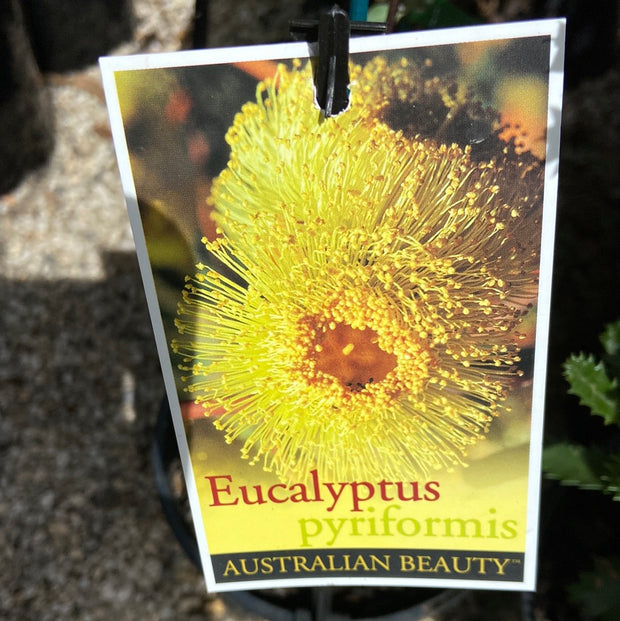 Eucalyptus pyriformis 140mm