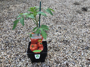 Tomato ‘Rouge De Marmande’ - Scotsburn Maxi