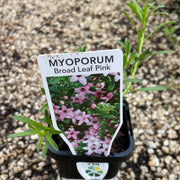Myoporum B Leaf Pink70mmTube
