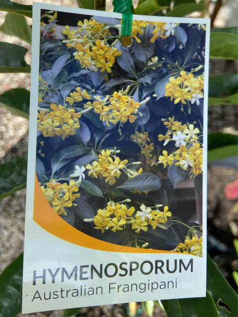 Hymenosporum Flavum 400mm