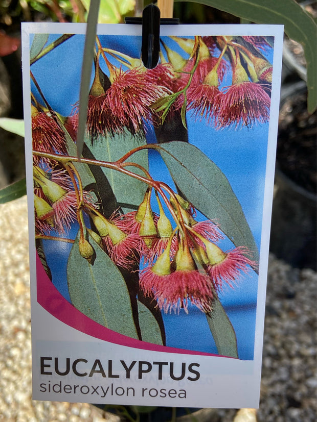 Eucalyptus Sideroxylon Rosea 400mm