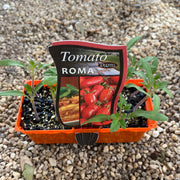 Tomato ‘Roma’ - Purtill