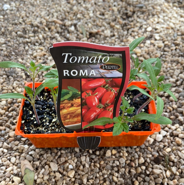 Tomato ‘Roma’ - Purtill