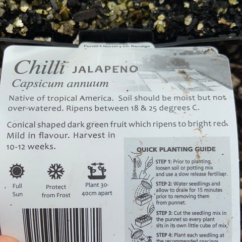 Chilli ‘jalapeno’ - Purtill