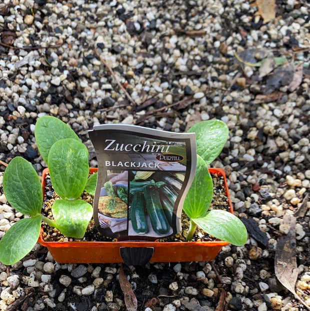 Zucchini ‘Blackjack’ - Purtill