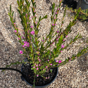 Boronia Mallee Super Dooper 140mm