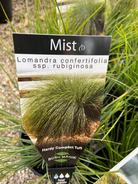 Lomandra 'Mist' 140mm