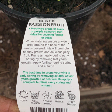 Black Passionfruit ‘non-grafted’ - Purtill