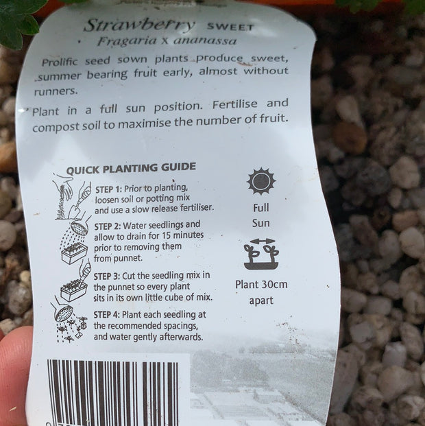 Strawberry ‘Sweet’ - Purtill