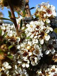 Agonis (Taxandria) fragrans 200mm