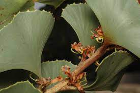 Hakea brownii 200mm