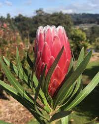 Protea 'Eclipse' 250mm