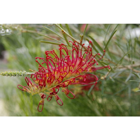 Grevillea 'Spirit Of Anzac' 140mm